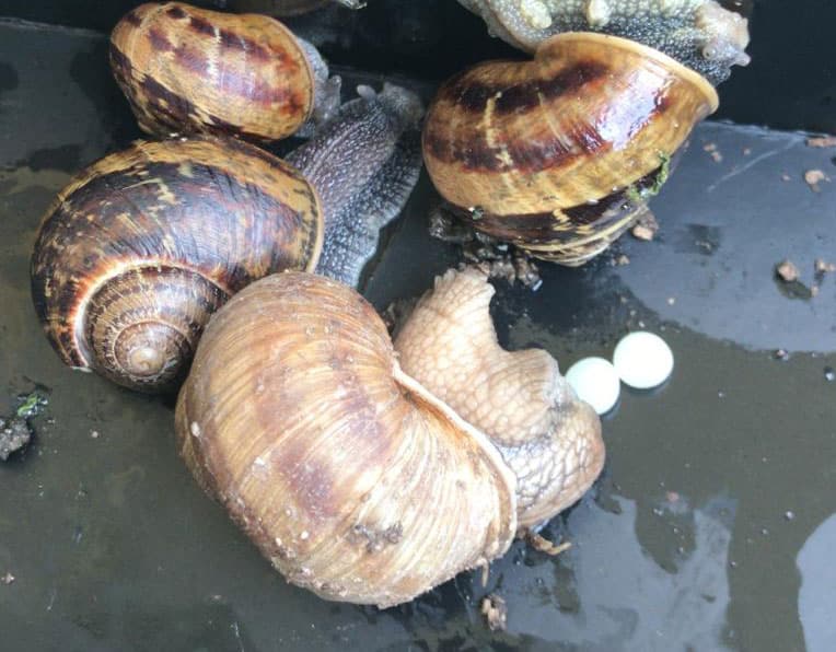 rimedi naturali contro le lumache