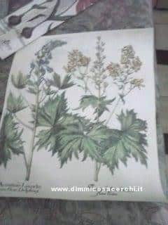 Stampa litografica omaggio