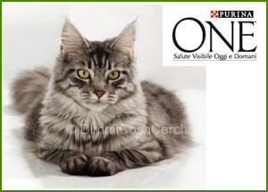 Diventa testimonial per Purina One