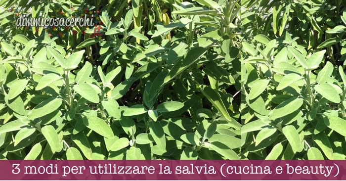 utilizzare la salvia