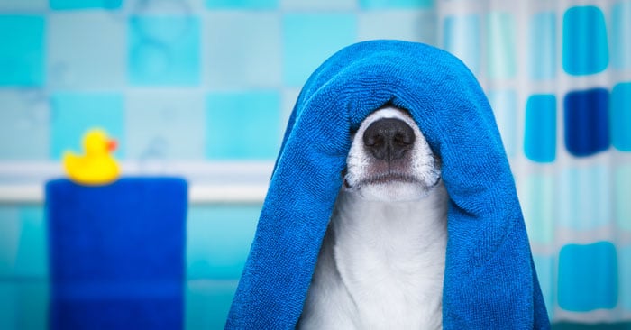 Shampoo per cani Pet Pro MEd omaggio