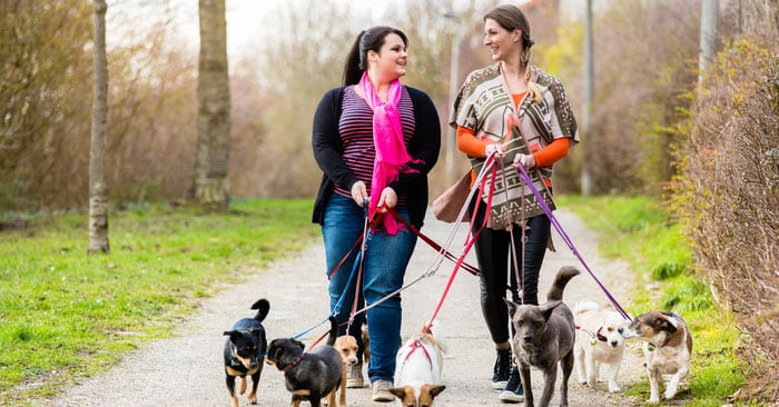 Come guadagnare con il dog sitter