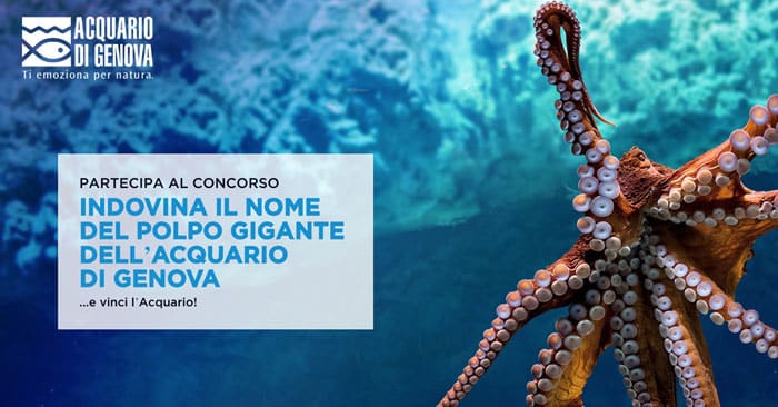 Indovina il nome del polpo dell’Acquario di Genova