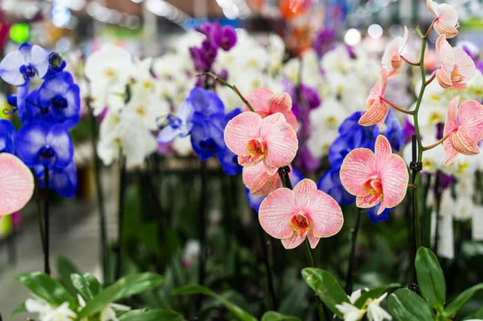 Orchidee scontate