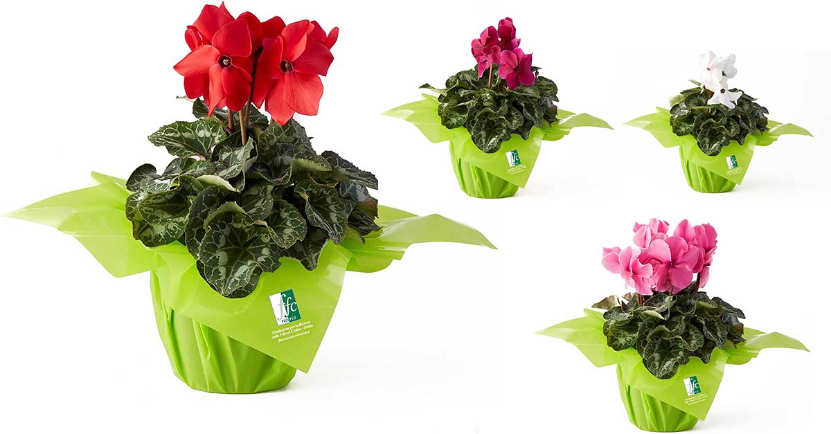 Ciclamino FFC Ricerca