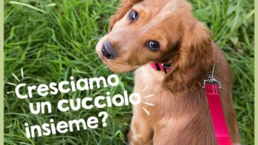 Purina Growing Pup