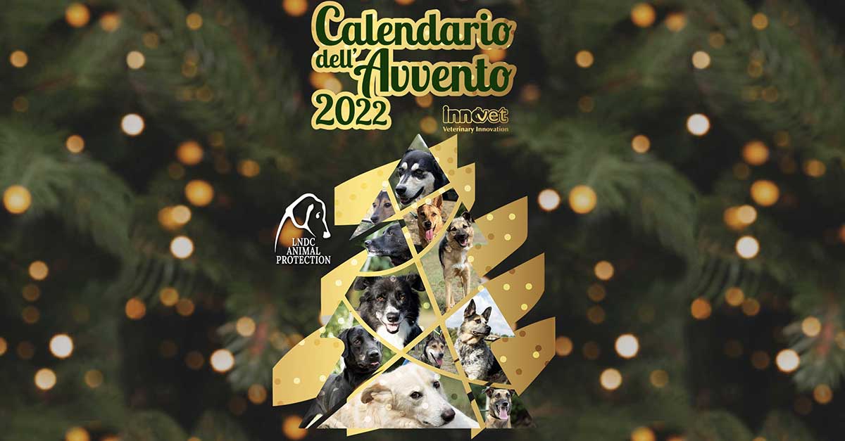 calendario avvento innovet
