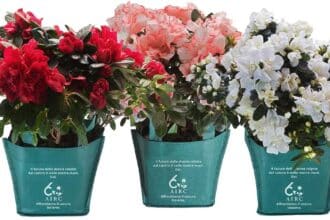 AIRC Azalea della Ricerca