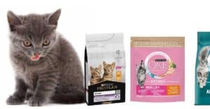 offerta purina