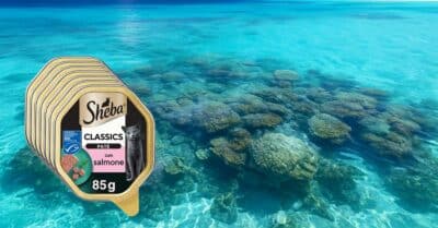 Concorso Sheba vinci viaggio Maldive